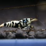 Black Galaxy Tiger Common - Tép Cảnh 1 black galaxy tiger