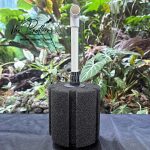 Bio trụ XY380 - chuyên dụng dành cho hồ tép cảnh và cá cảnh 2 Bio Xy380 kết hợp airlift mẫu E