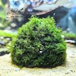 Bán Cầu Rêu trang trí hồ tép cảnh và cá cảnh 1 Bán cầu rêu
