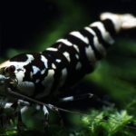 Black Fancy Tiger High Grade - Tép cảnh 2 Black fancy tiger