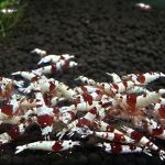 10x - Pure Red Line - Thương Mại - PRL002 2 Pure red line