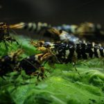 Purple Galaxy Tiger Common - Tép cảnh 1 purple galaxy tiger