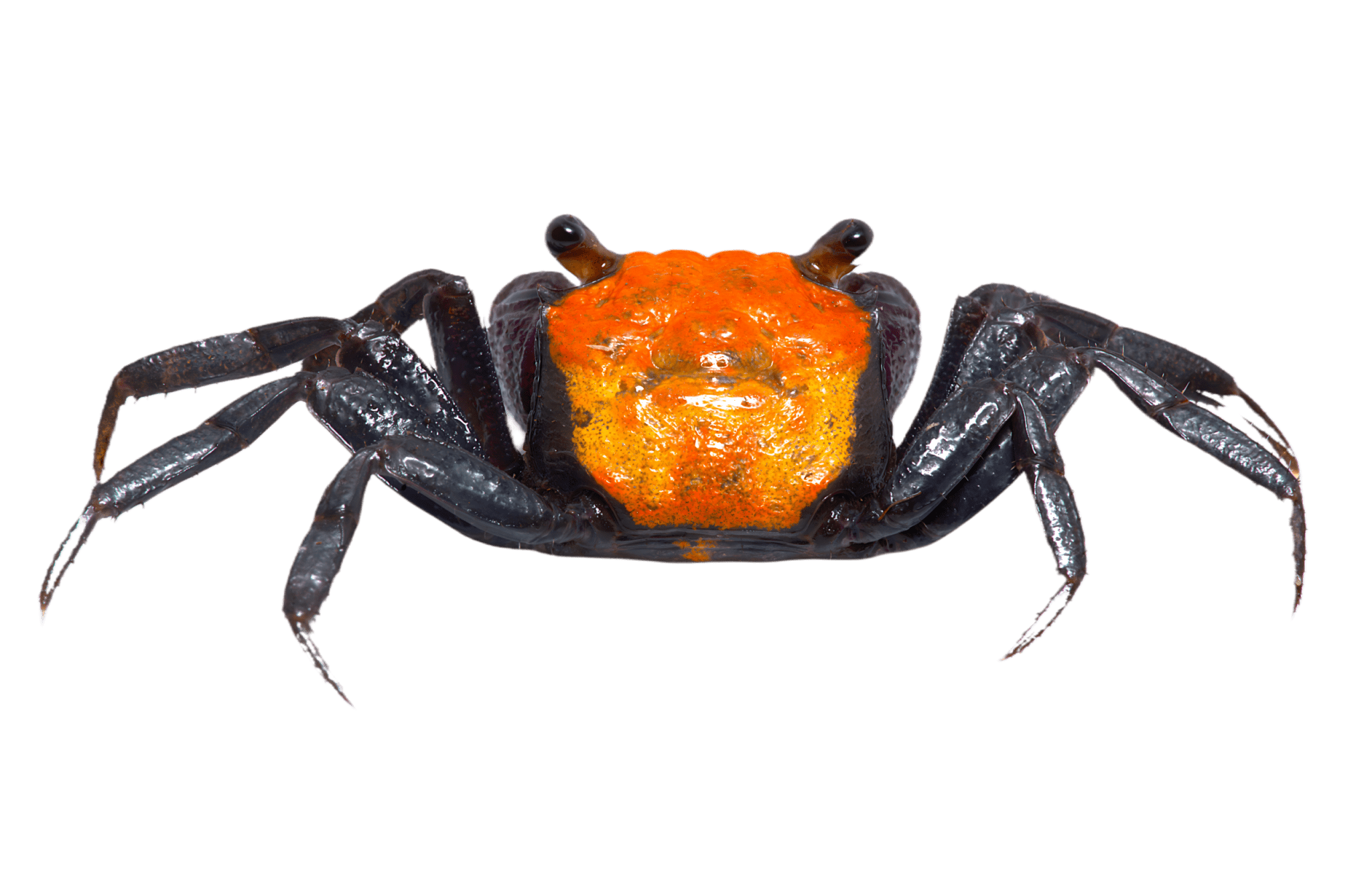 Vampire crab - Halloween