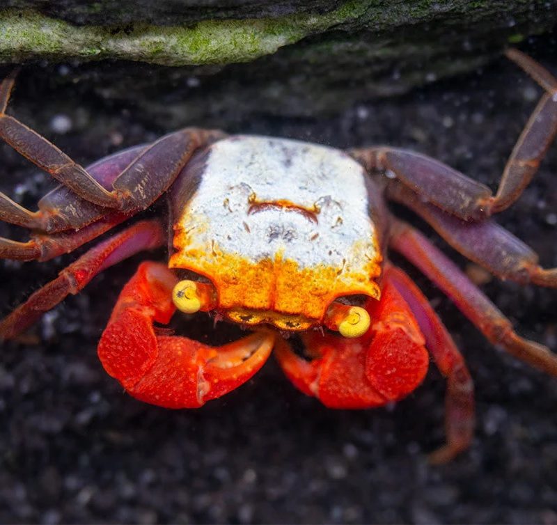 Vampire crab - Golden