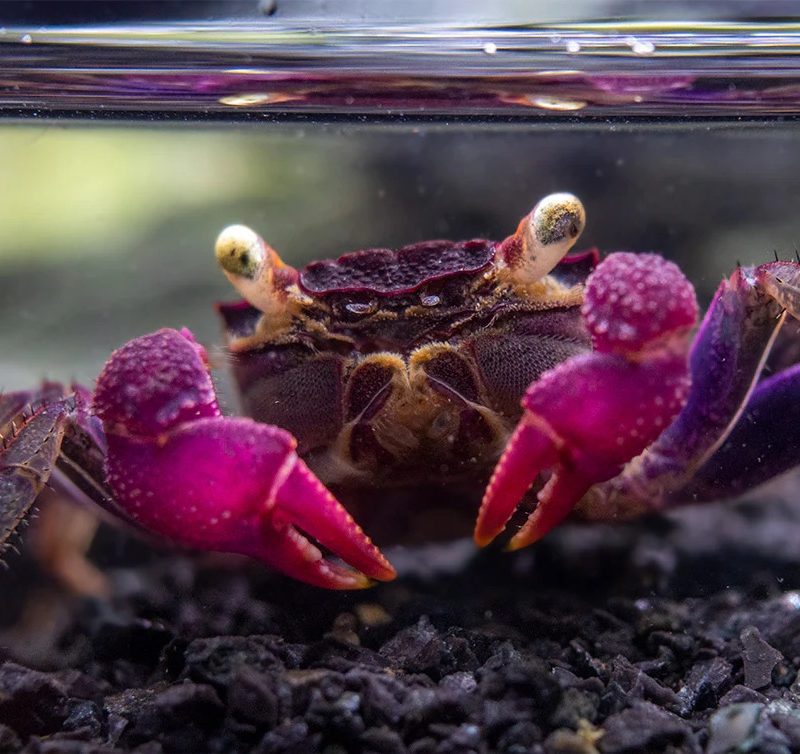Vampire crab - Purple