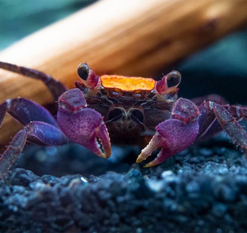 Vampire crab - Halloween