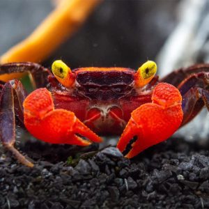 Vampire Crab - Red Devil