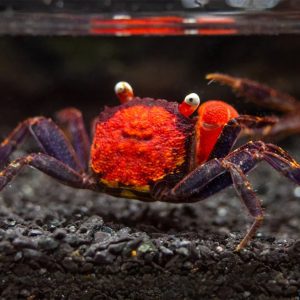 Vampire Crab - Red Devil