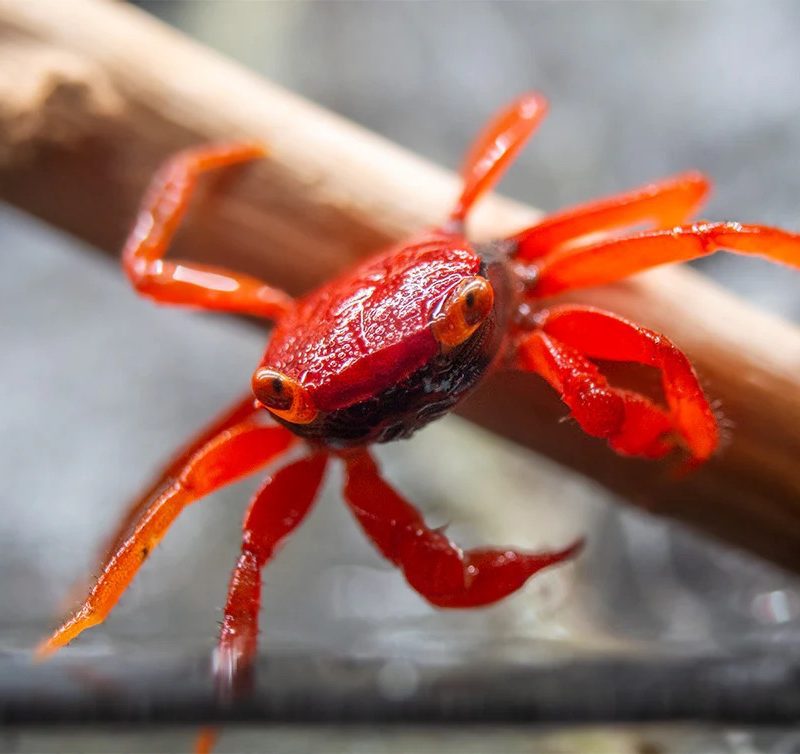 Vampire crab - Tomato