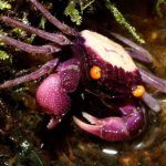 Cua ma cà rồng - Orchid - Vampire Crab 2 Vampire - Orchird