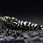 Black Galaxy Common - Tép cảnh 2 mgl0122 1710127224087