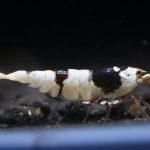 Pure Black Line Mix Common - Tép cảnh 2 mgl6134 1701940533262