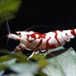 Red Fancy Tiger Common - Tép cảnh 2 mgl6643 1701943784103