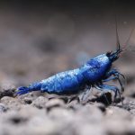 Extreme Blue - Tép Cảnh 2 Extreme blue