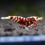 Red Galaxy Tiger Common - Tép cảnh 1 mgm4316 1701835047850