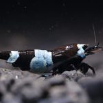 Panda - Tép cảnh 1 Panda