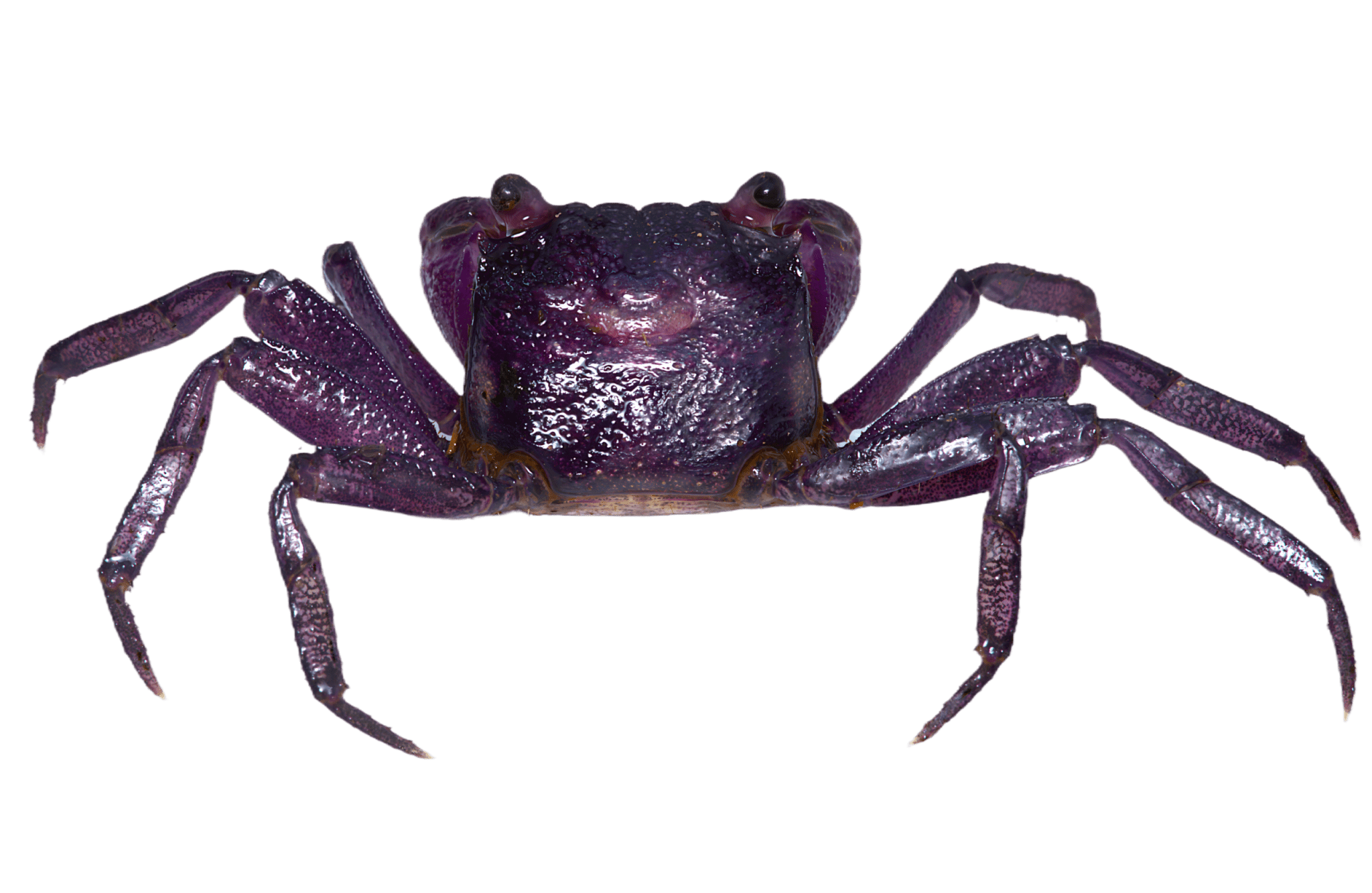 Vampire crab - Purple