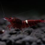 Red Kingkong - Tép Cảnh 2 red kingkong