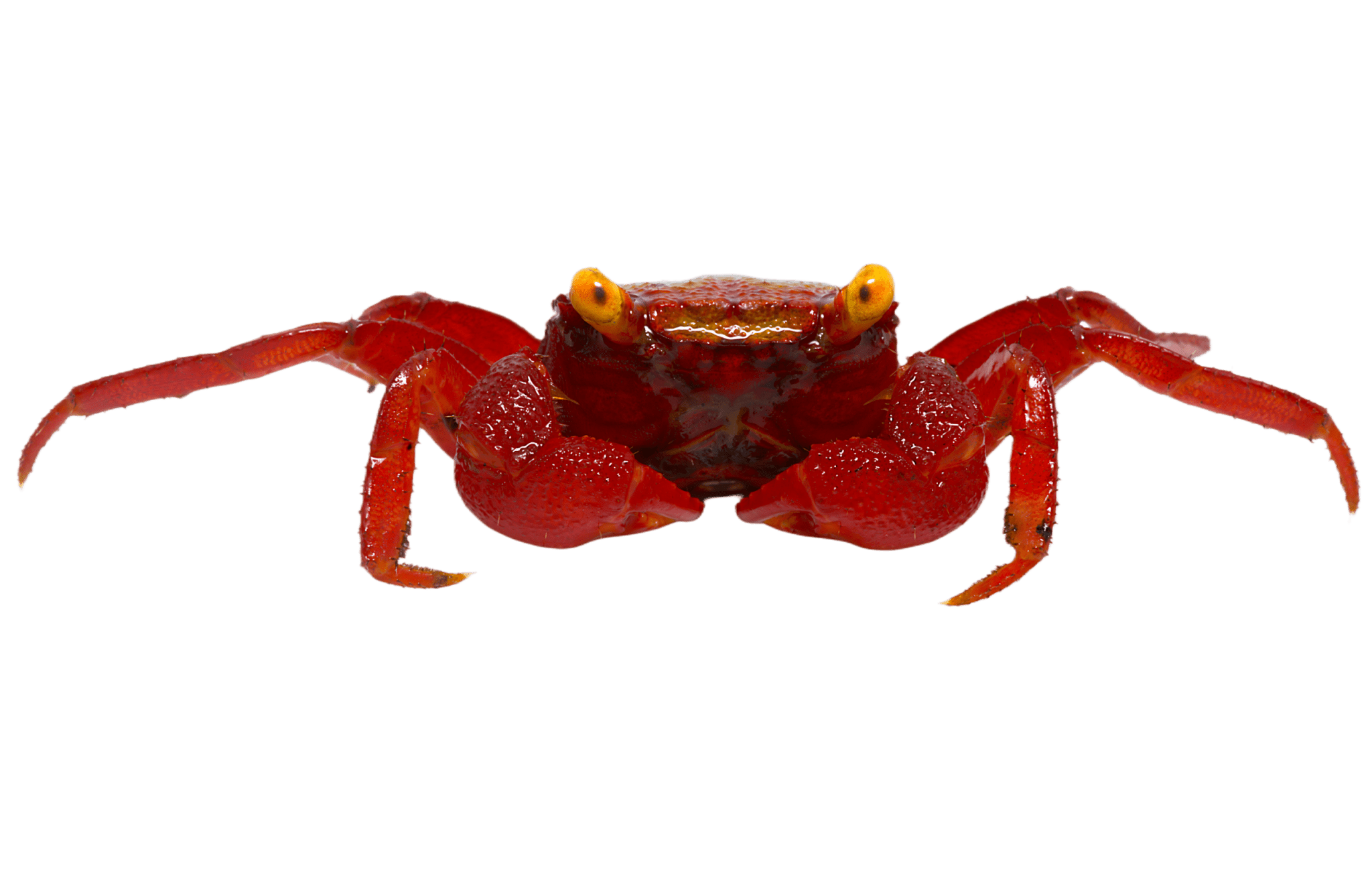 Vampire crab - Tomato