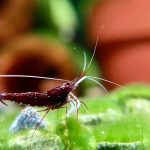 Sula chân trắng - Tép cảnh 1 sula chân trắng