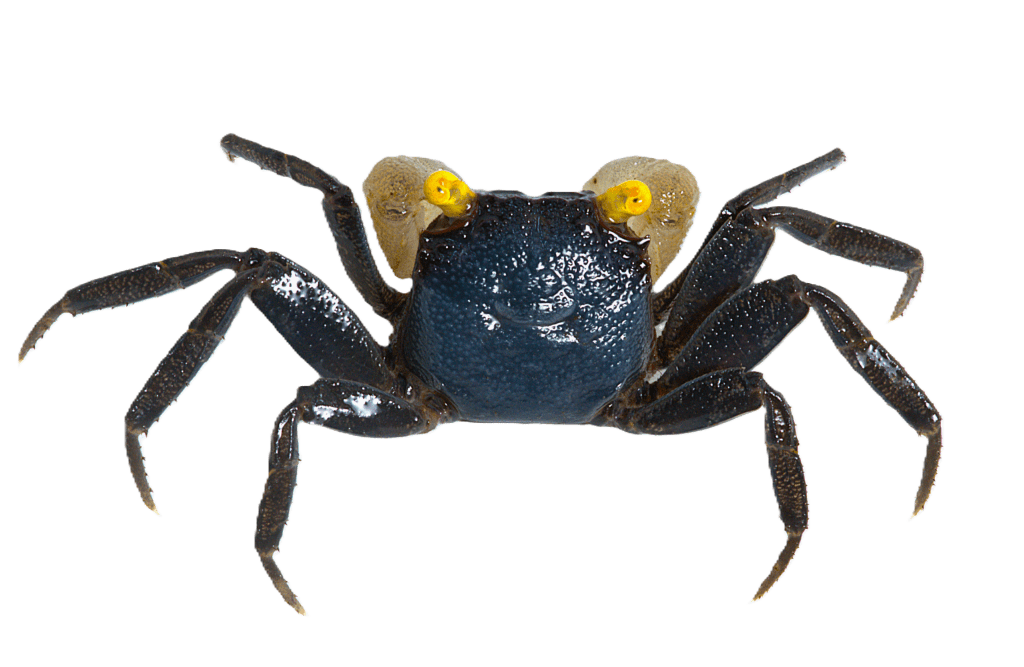 Cua ma cà rồng - White Hand - Vampire Crab 15 white hand back1.1