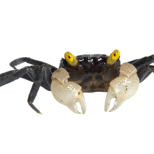 Vampire crab - White hand