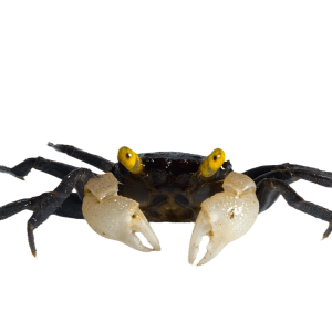 Vampire crab - White hand