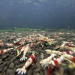 Loạn Lạnh Đa Sắc Màu - Tép Cảnh 1 loạn lạnh