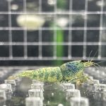 10x - Bluebolt - Thương mại - BB001 1 Bluebolt