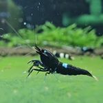 Black Kingkong - Tép cảnh 1 Black kingkong