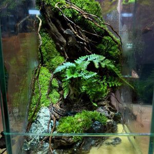 [MS02] Hồ bán cạn 15x15x25cm, có cửa, nuôi cua ma cà rồng - Hình ảnh 2
