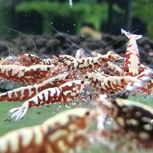 Red Galaxy Fishbone