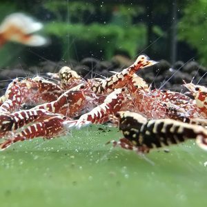 Red Galaxy Fishbone