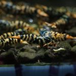 Hornet High Grade - Tép cảnh 1 Hornet