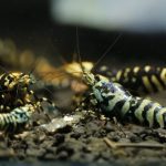 Purple Galaxy Tiger High Grade - Tép cảnh 1 purple galaxy tiger HG