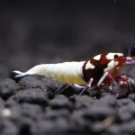 Red Pinto Spotted Head - Tép cảnh 2 red pinto đầu bông