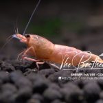 Redbolt - Tép Cảnh 1 redbolt