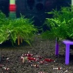 Winered Common - Tép Cảnh 1 winered mix