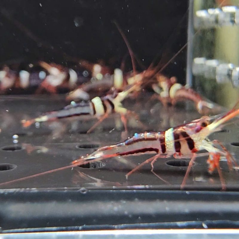 sula khăn quàng cổ