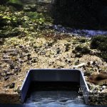 Chặn nền cho hồ tép cảnh tạo không gian ăn cho tép 1 chặn nền