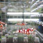 10x - Red Fancy Tiger - Thương Mại - RFT001 2 red fancy