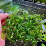 Rêu Cameroon thả hồ tép và hồ thủy sinh 1 rêu cameroon