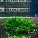 Rêu Taiwan thả hồ tép và hồ thủy sinh 2 rêu taiwan