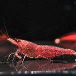 Sula Mini Red - Tép cảnh 2 Mini Red