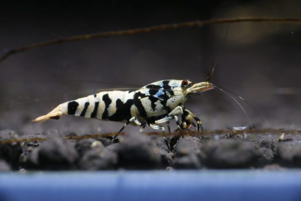 black galaxy tiger