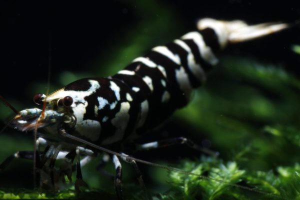 Black fancy tiger