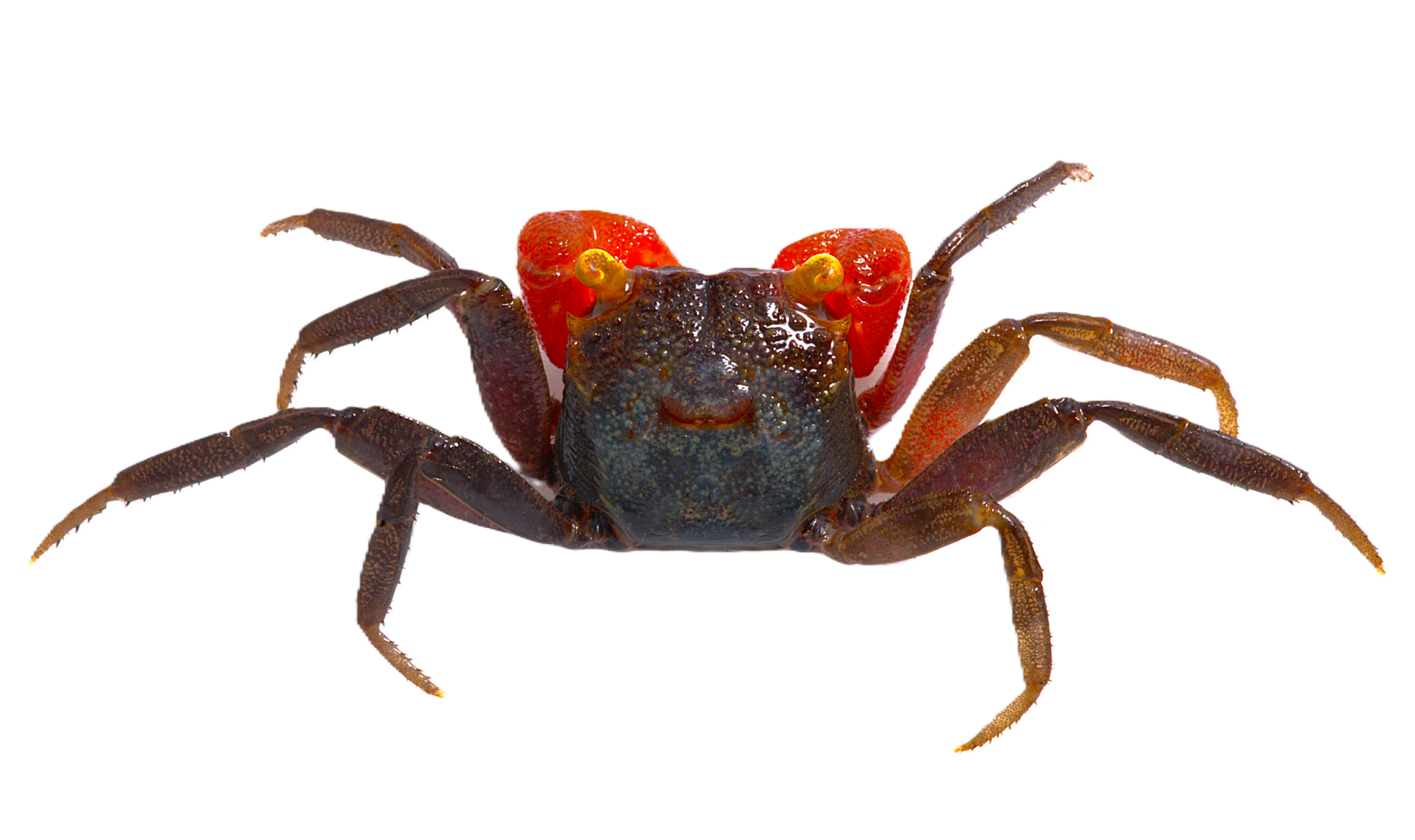 Vampire Crabs - Red Claw