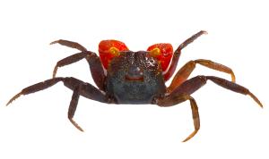 Vampire Crab - Red Claw