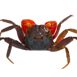 Vampire Crabs - Red Claw