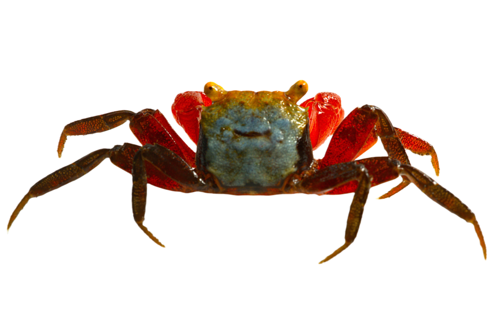 Vampire crab - Golden